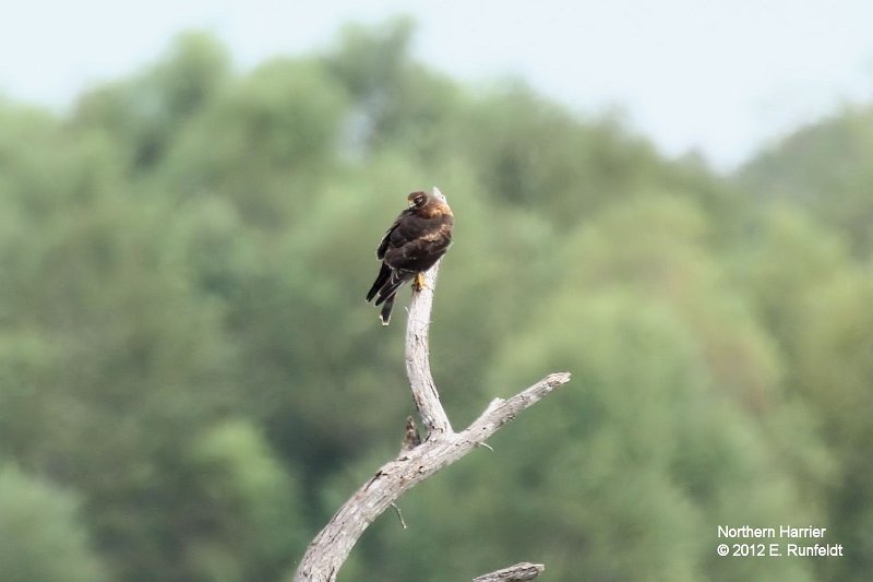 15 Sept-NorthernHarrier.jpg